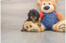 Funny Poodle Baby