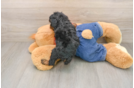 Poodle Pup Being Cute