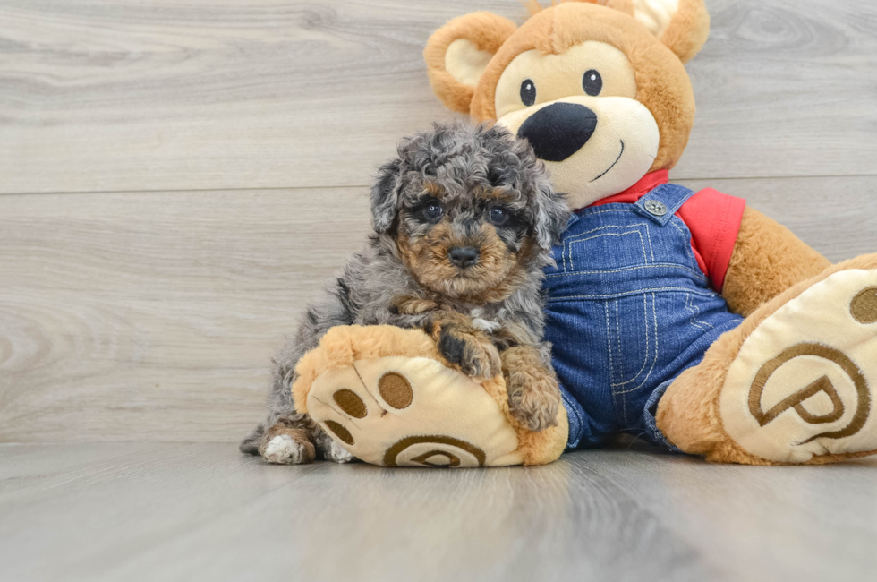 6 week old Poodle Puppy For Sale - Seaside Pups