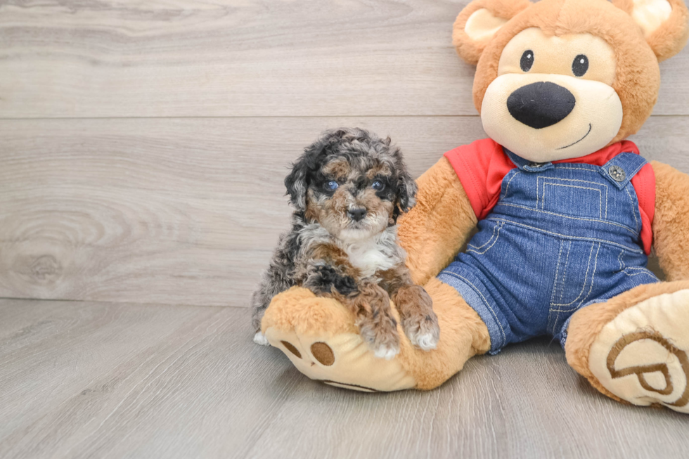 Poodle Pup Being Cute