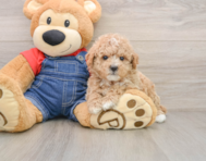 7 week old Poodle Puppy For Sale - Seaside Pups