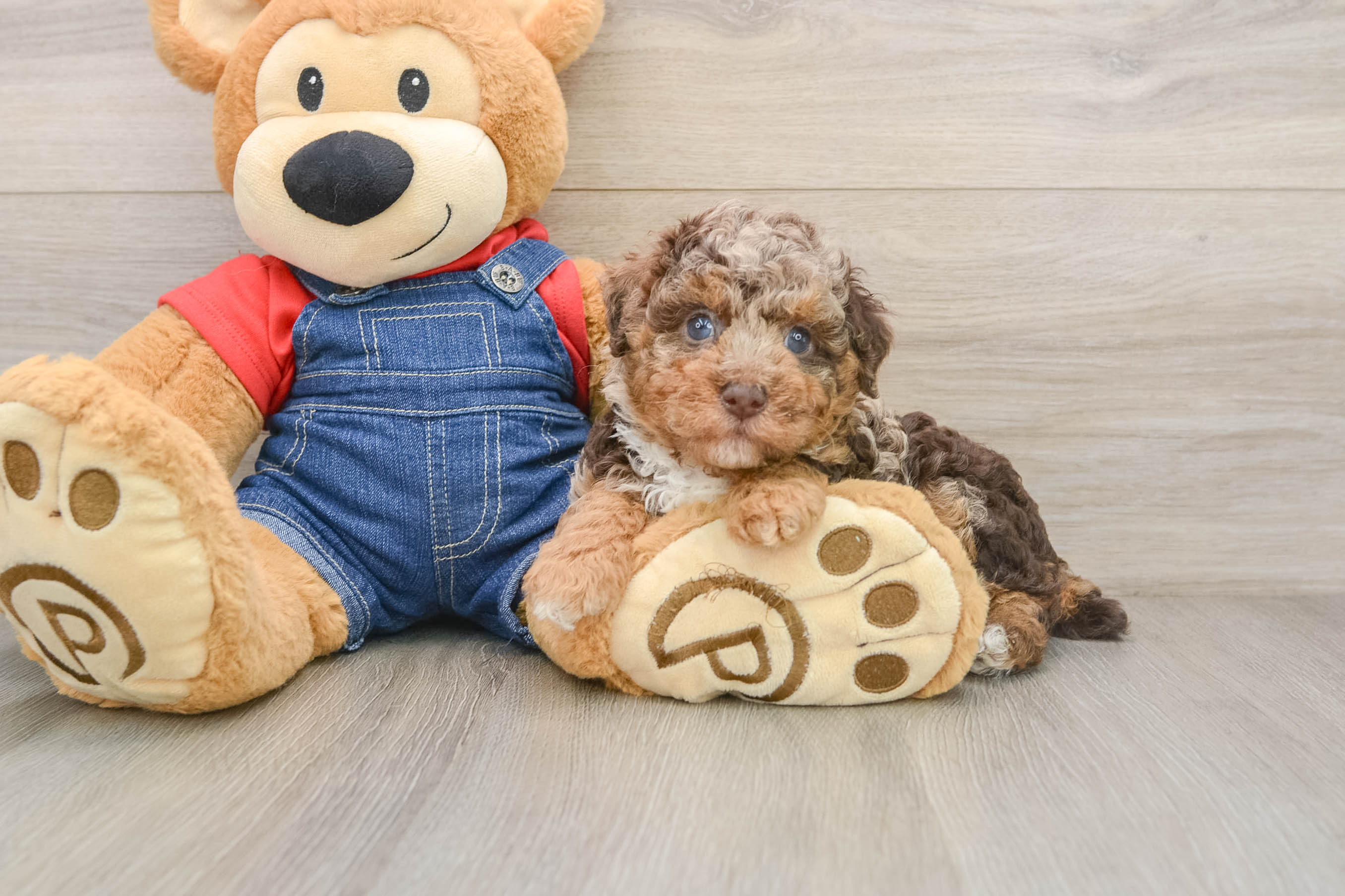 Small Poodle Baby