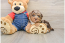 Small Poodle Baby