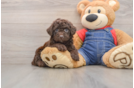 Popular Poodle Baby