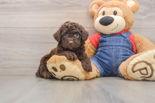 Popular Poodle Baby