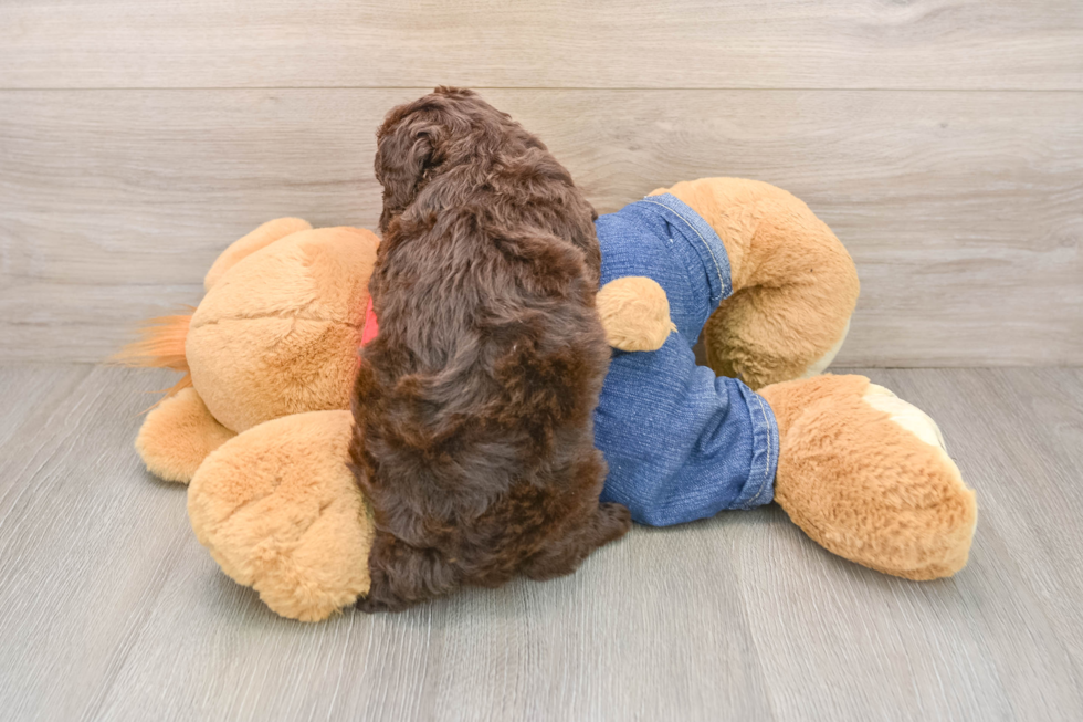 Poodle Pup Being Cute