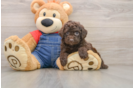 Popular Poodle Purebred Pup