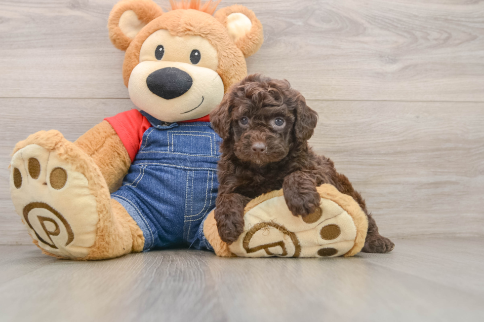 Popular Poodle Purebred Pup