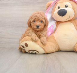 6 week old Poodle Puppy For Sale - Seaside Pups