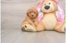 Hypoallergenic Poodle Purebred Pup
