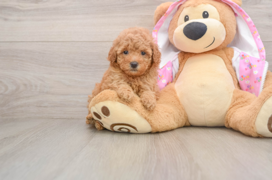 Hypoallergenic Poodle Purebred Pup