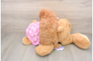 Popular Poodle Purebred Pup