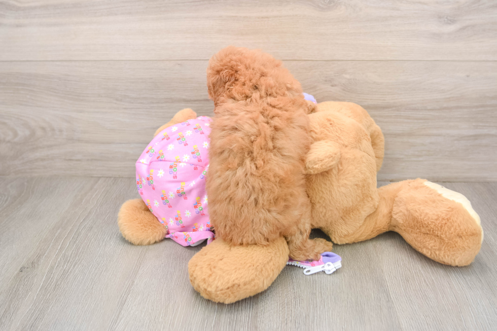 Popular Poodle Purebred Pup