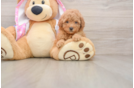 Poodle Puppy for Adoption
