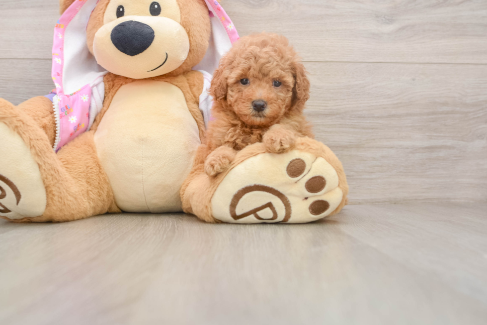 Poodle Puppy for Adoption