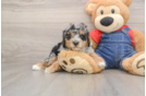 Poodle Puppy for Adoption