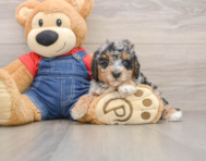 8 week old Poodle Puppy For Sale - Seaside Pups
