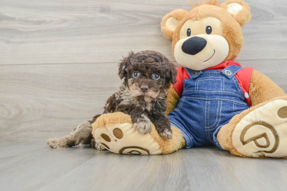 Poodle Pup Being Cute