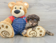 8 week old Poodle Puppy For Sale - Seaside Pups