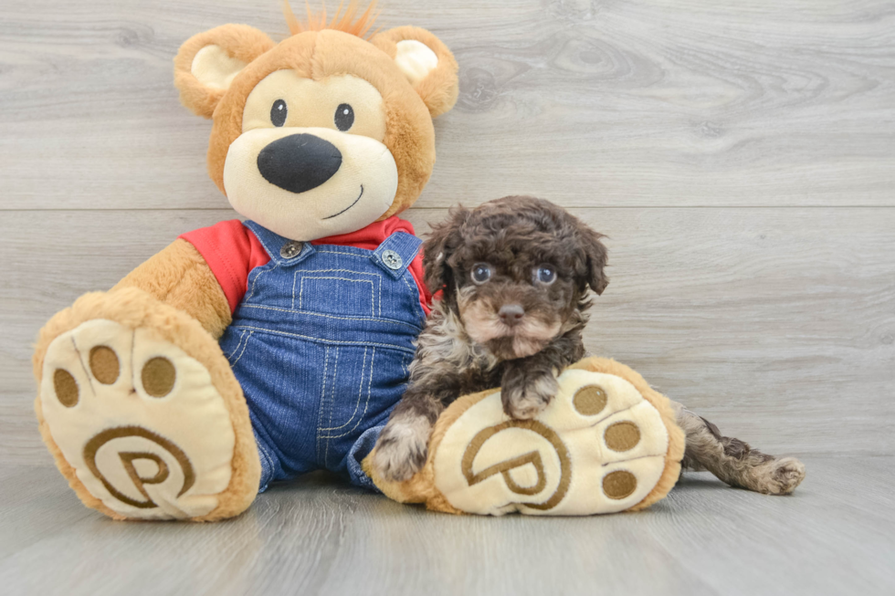 Poodle Puppy for Adoption