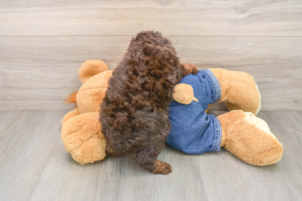 Cute Pudle Purebred Puppy