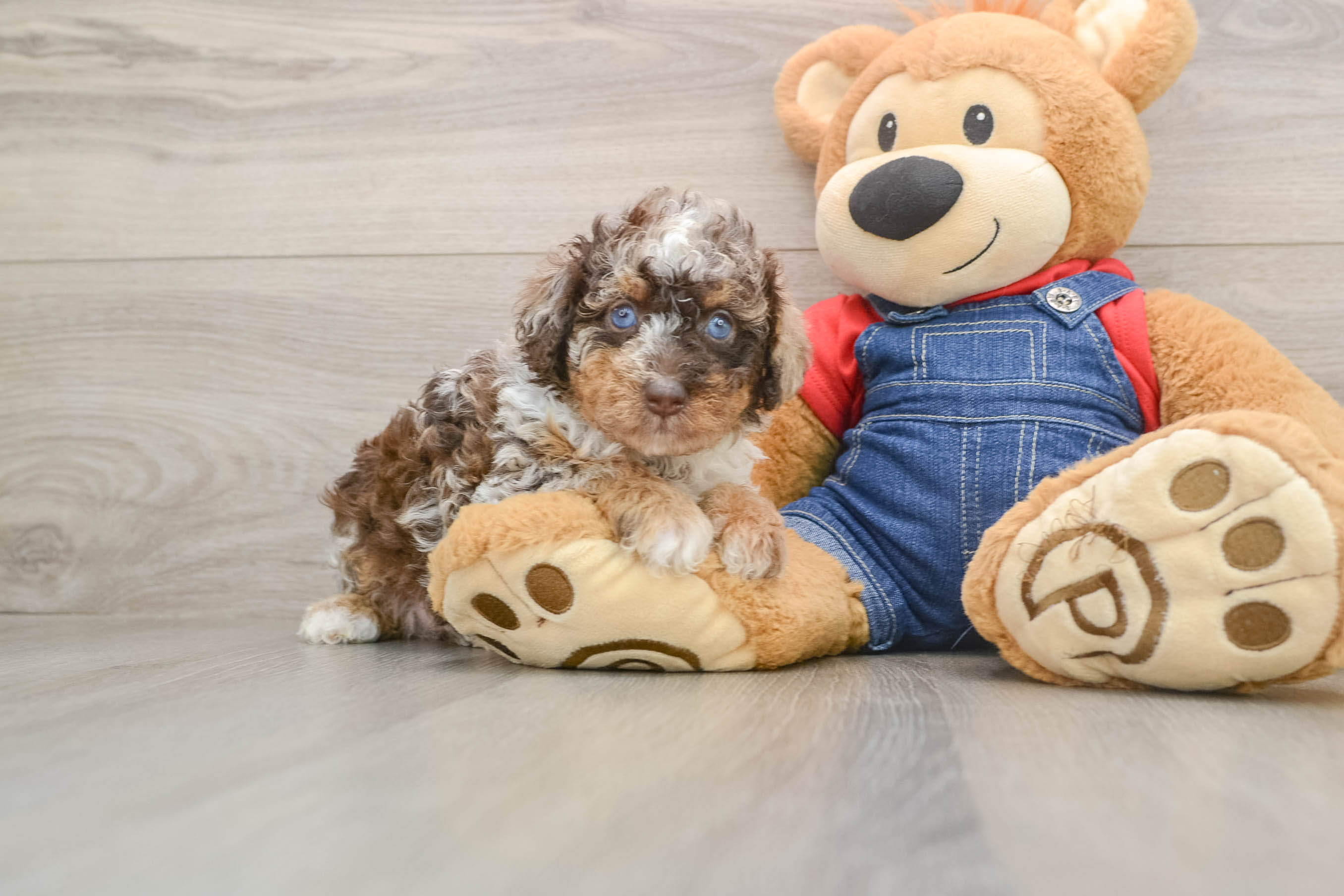 Cute Pooodle Purebred Puppy