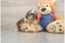 Cute Pooodle Purebred Puppy