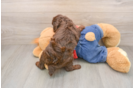 Sweet Toy Poodle Purebred Puppy