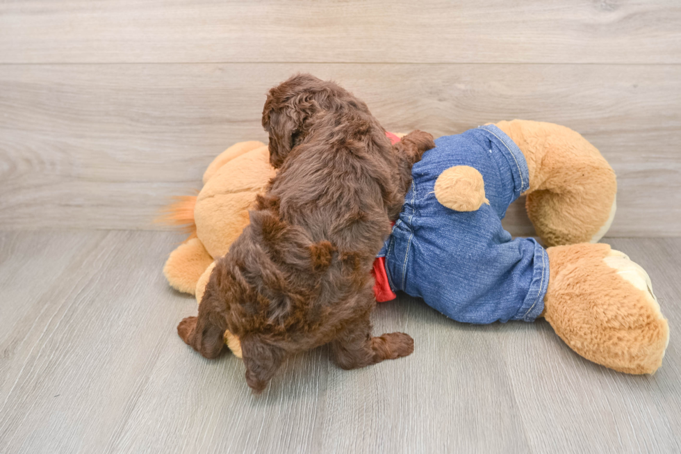 Sweet Toy Poodle Purebred Puppy
