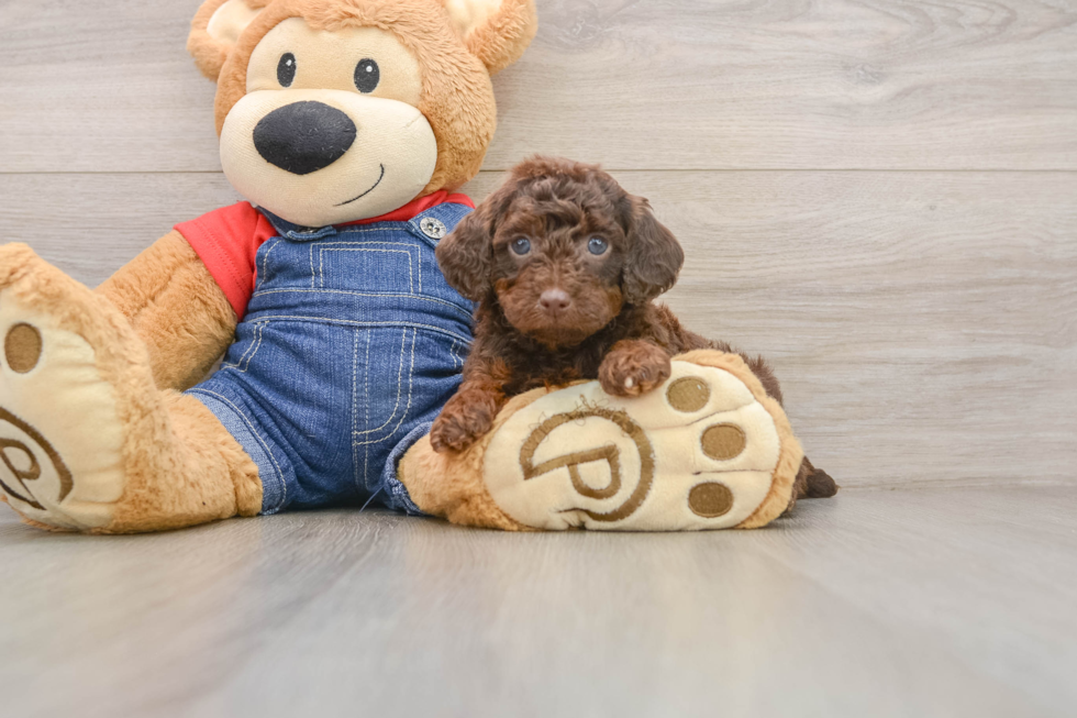 Poodle Pup Being Cute