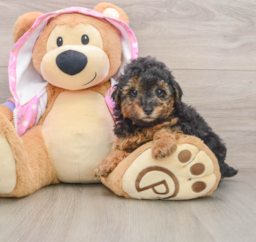 7 week old Poodle Puppy For Sale - Seaside Pups