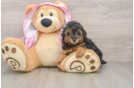 Friendly Poodle Baby