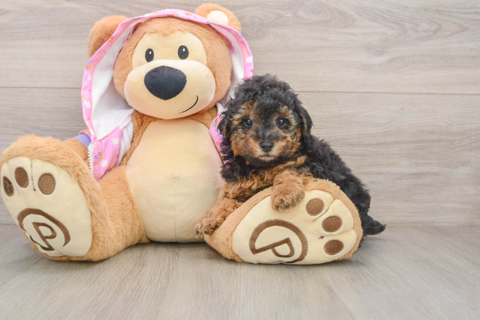 Friendly Poodle Baby