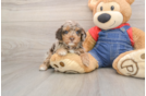Akc Registered Poodle Purebred Pup