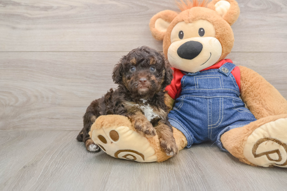 Poodle Pup Being Cute