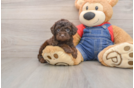 Poodle Puppy for Adoption