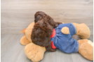 Funny Poodle Purebred Pup