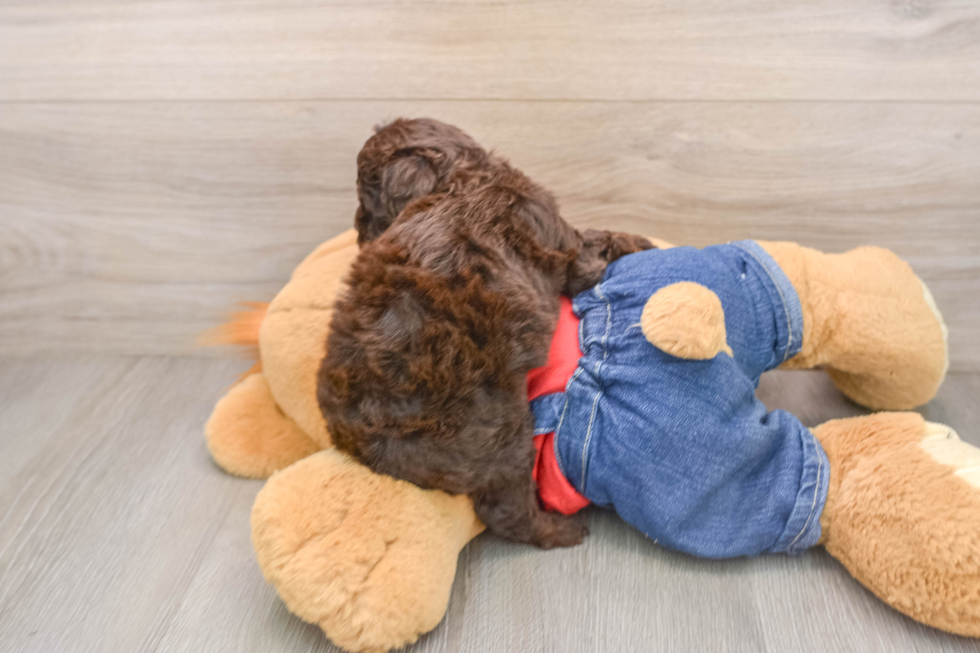 Funny Poodle Purebred Pup
