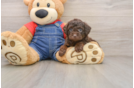 Poodle Puppy for Adoption