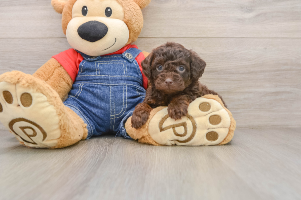Poodle Puppy for Adoption