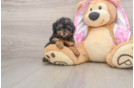 Poodle Puppy for Adoption