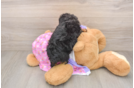 Poodle Puppy for Adoption
