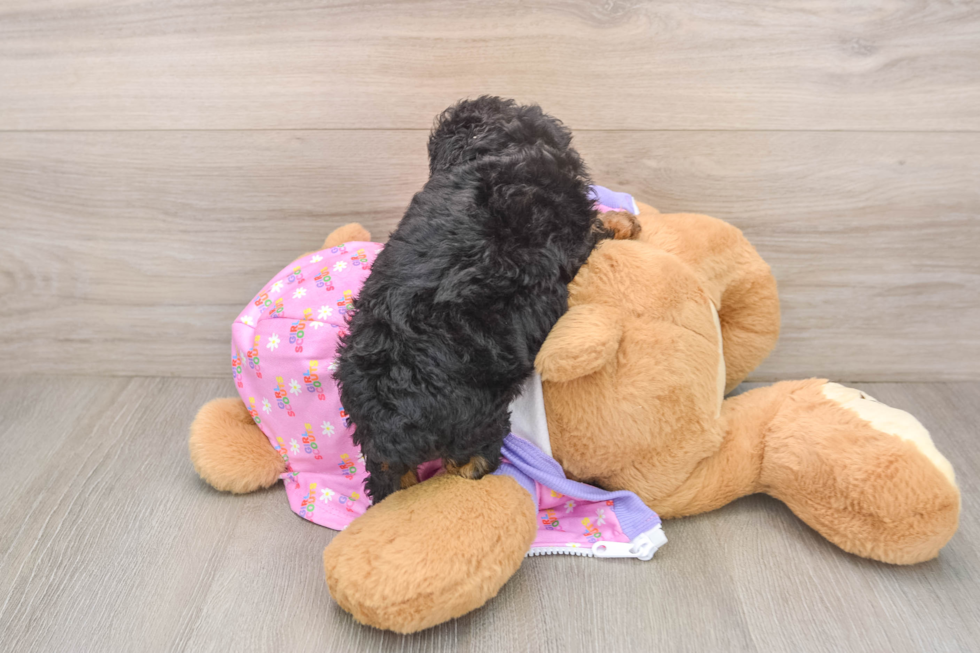 Poodle Puppy for Adoption