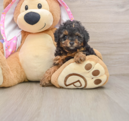 7 week old Poodle Puppy For Sale - Seaside Pups