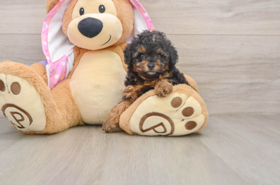 Little Poodle Purebred Pup