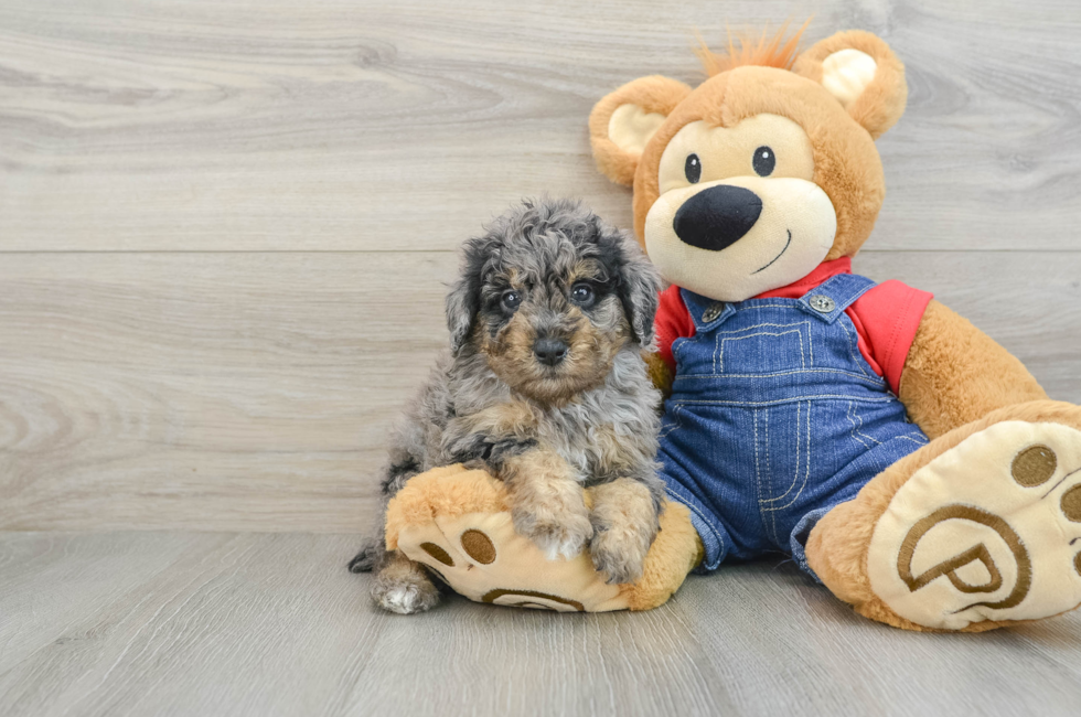 6 week old Poodle Puppy For Sale - Seaside Pups