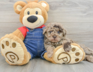 8 week old Poodle Puppy For Sale - Seaside Pups