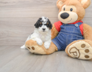 6 week old Poodle Puppy For Sale - Seaside Pups