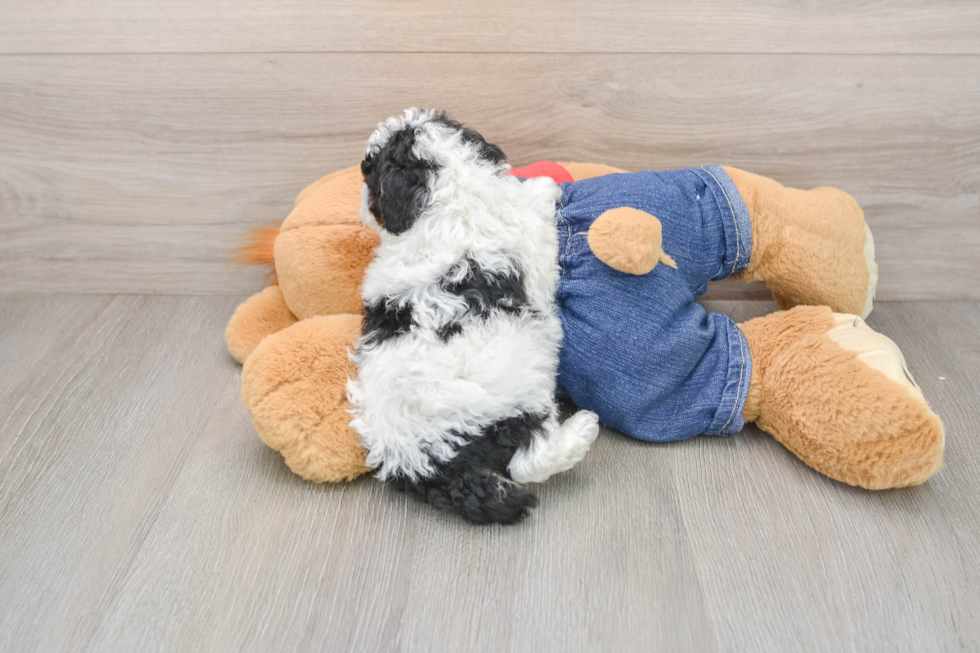 Poodle Puppy for Adoption