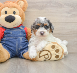 8 week old Poodle Puppy For Sale - Seaside Pups